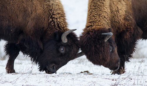  Behavior of the American bison: reproduction 