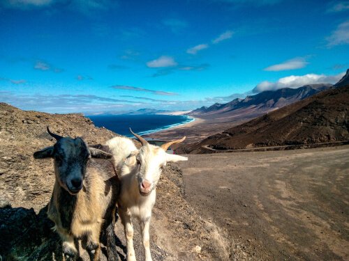 The goats of Fuerteventura
