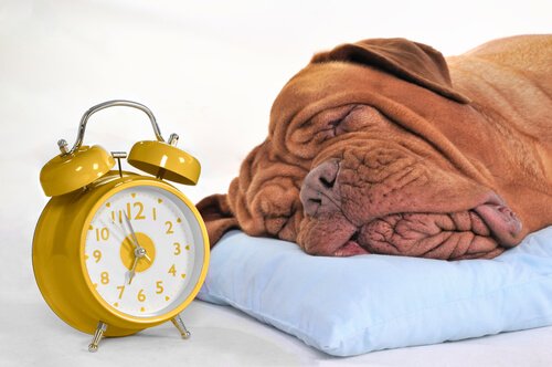Hours of sleep of a dog