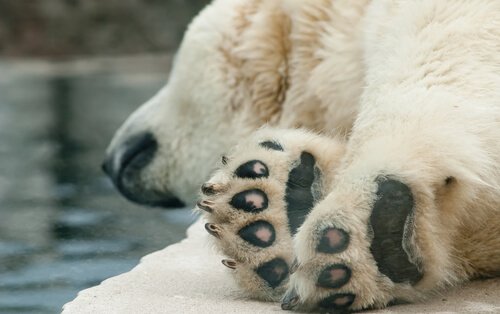 Health of the polar bears