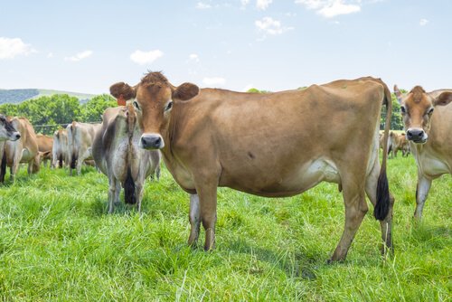  Breeds of milk cows: Jersey 