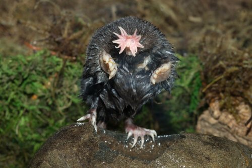  Star-nosed mole: habitat 