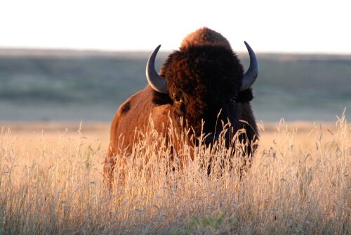  Attacks of bison on people 