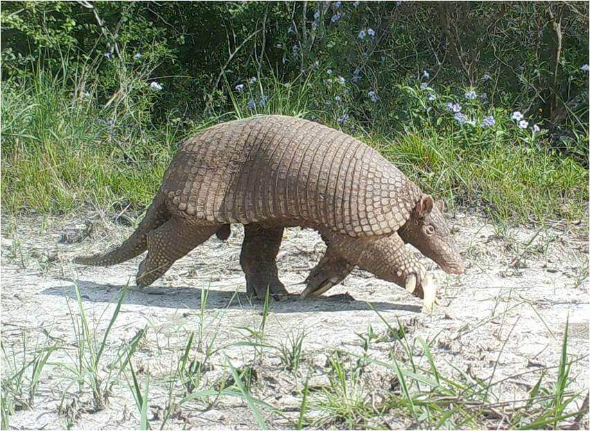  Giant Armadillo: features 