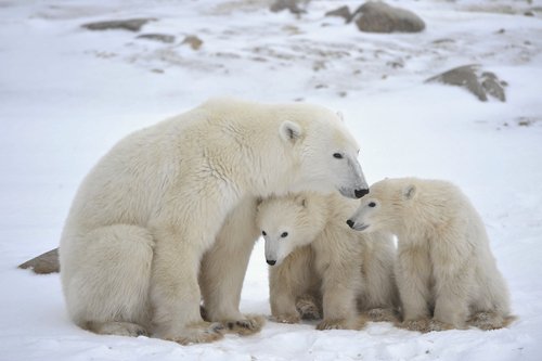 Polar Bear ( Ursus maritimus) 